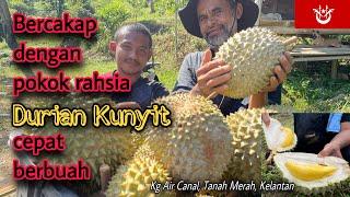 Durian kunyit RM8 dan RM10 sekilogram hanya di Tanah Merah