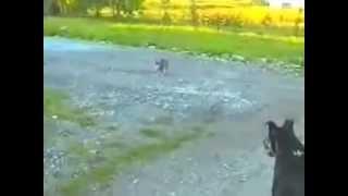 Кошка защищает собачку от собаки    The cat protects a dog fr