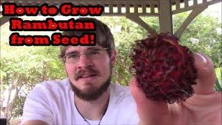 How to Grow Rambutan Trees from Seed (Grocery Store Growing Ep 9)