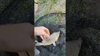 фидерочки снова в деле 