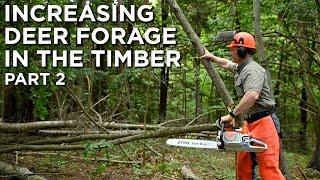 Increasing Deer Forage In Timber Stands | Habitat Management