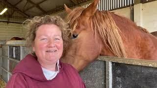 Breeding rare Suffolk Punch #horses to preserve a piece of agricultural #history