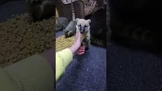 как же я скучала #енотилюша #помощьбездомнымживотным