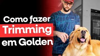 Como fazer Trimming em Golden - Curso Gratuito com Junior Borja