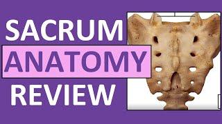 Sacrum Anatomy | Sacral Promontory, Cornua, Hiatus, Ala, Apex, Canal