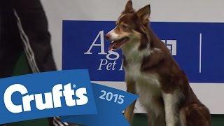 Agility - Championship Final | Crufts 2015