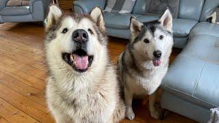 When Philly Met Millie The Love Story! Alaskan Malamute And Husky!