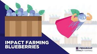 Fedgroup Impact Farming | Blueberries explained