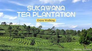 Enjoy Walking - Exploring the Beauty of Nature at Sukawana Tea Plantation