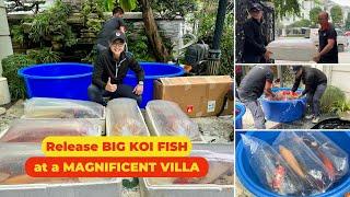 Release BIG JAPANESE KOI FISH at a MAGNIFICENT VILLA