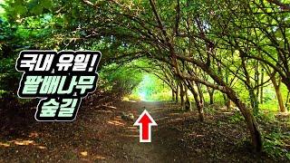  지하철 역에서 5분!  서울 한복판 10km '팥배나무숲' 트레킹 코스 | 만든 사람 칭찬해! |  대중교통 당일치기 여행