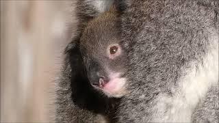 The new baby koala at Longleat - February 2022