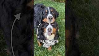 Floofy Bernese Mtn Dog Makes Fun of Shaved Dog | “This My House, Entry Please” Audio From Borat