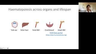 E13.2 - Decoding the developing human immune system