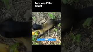 Fearless Killer Beast