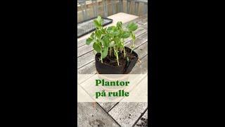 Plantor på rulle