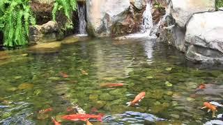 Scenic View of The Koi Pond, Japan at Walt Disney World's EPCOT