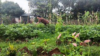 Summer life in a country garden has an abundance of fresh food to harvest and cook