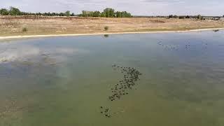 Lagerman wildlife footage. Lagerman reservoir Longmont CO.