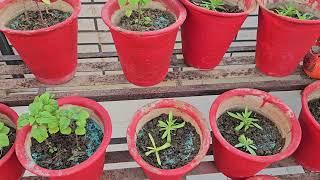 These Mistakes Can Kill Your Winter Flowering Plants || Fun Gardening