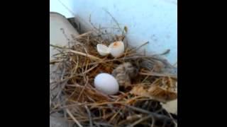 Newly hatched Desert Dove