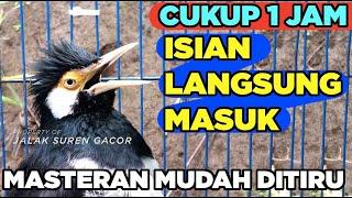 BURUNG JALAK SUREN GACOR ISIAN KOMPLIT sangat AMPUH untuk PANCINGAN dan MASTERAN semua jenis JALAK