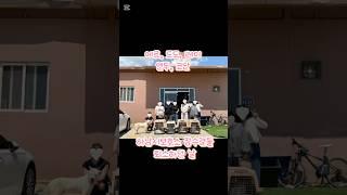 [하남유기견보호소] 장수견들 보호소 밖으로 나가던 날  #사지말고입양하세요