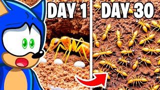 Reacting To 30 DAY ANT COLONY SIMULATION