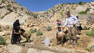 Iran nomadic life: The Balrod family's efforts to wash their sheep in the mountains
