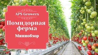 Работа в Англии на ферме.  APS Growers.  Вся правда! Сбор помидор...