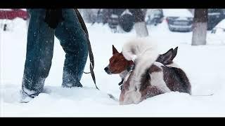 Сонное утро в заснеженном Владивостоке