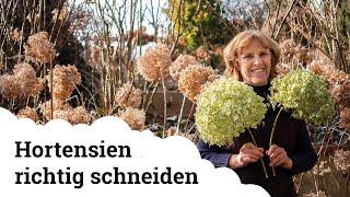 Hortensien richtig schneiden | Bauern- Rispen- und Schneeballhortensien 