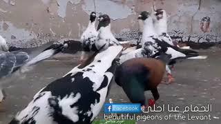 حمام الصبابة عنوان واحد الحمام عنا احلى   Birds   pigeons