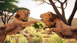 Elder Lion Fights for Survival | Animalia Survival