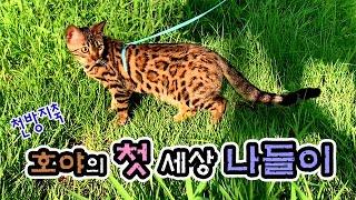 뱅갈 고양이 호야의 생애 첫 산책