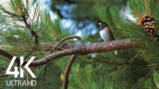 Putnu dziesmas - 8 stundas putnu dziedāšanas mežā - dabas relaksācijas video 4K Ultra HD