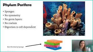 Phylum Porifera