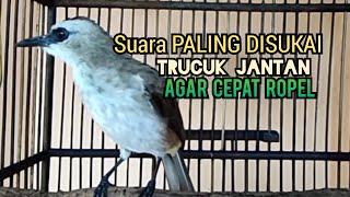 Trucuk Betina Memanggil Jantan NGALAS NGECUPLIK ini SUARA KESUKAAN Trucukan gacor Jadi ROPEL