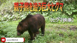 親子熊を追う巨大ヒグマ