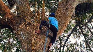 MAKE IT KINDER‼️CUT THE TALL TREMBESI TREE ON TOP OF THE STIHL BUILDING#ms660#ms070