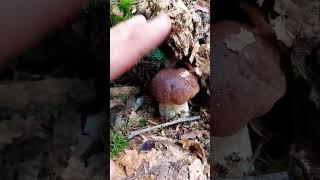 Foraging for Penny Bun / Ceps / Porchini Mushrooms!  #mushrooms #fypシ  #mushroomforaging