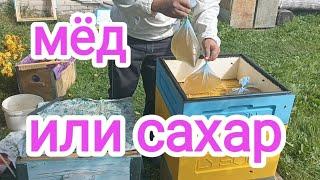 Сироп или мёд, что лучше для зимовки пчёл? Пчеловодство!