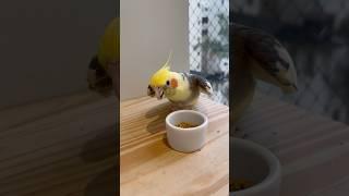 Calopsita feliz por ter comida no potinho! #shorts #bird #cockatiels #parrot