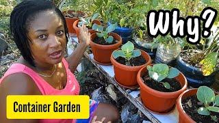 Why Container Garden? Why I Don't Direct Plant?