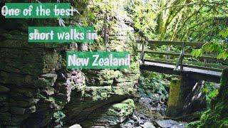 One of the best short walks in New Zealand Ruakuri Bushwalk #bushwalk #shortwalk