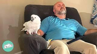 Chatty Parrot Falls In Love With Man And Won't Leave His Side  | Cuddle Buddies