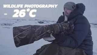 Extreme Cold Wildlife Photography: 3 days Winter Expedition ️