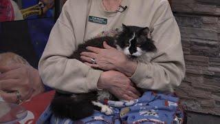 Pet of the Week - Alonzo | March 3, 2025