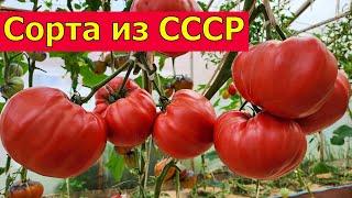 Старые СОВЕТСКИЕ СОРТА ПОМИДОРОВ с НАСТОЯЩИМ ВКУСОМ