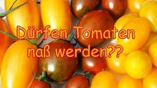 Tomatenanbau Guide 20 - Dürfen Tomaten von oben naß werden??